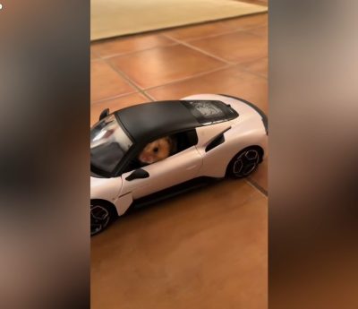 Hámster Maserati