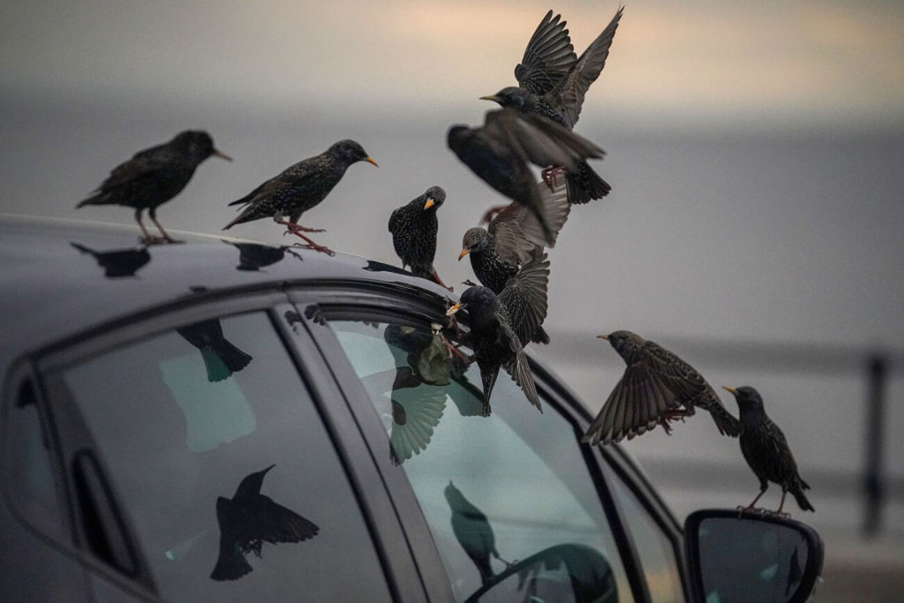 coches excremento estorninos aves