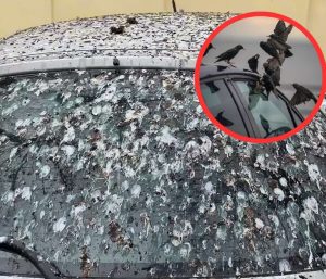 excremento ave coche