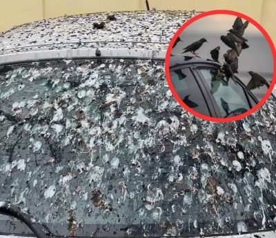 excremento ave coche