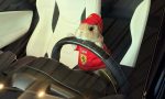 Esta es la conductora de Ferrari más tierna y adorable: es peluda, apenas se mueve y tiene cuatro patas