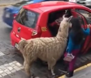 Llama en un taxi