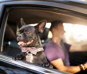 perro asiento delantero