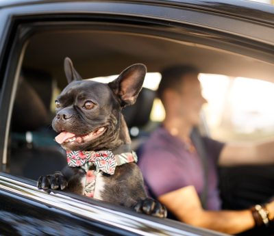perro asiento delantero