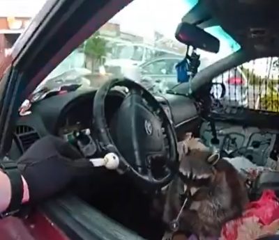 Mapache Breaking Bad