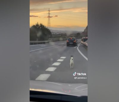 Perro carretera