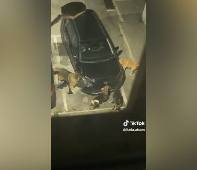 Perros destrozan coche