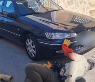 culebra bastarda coche