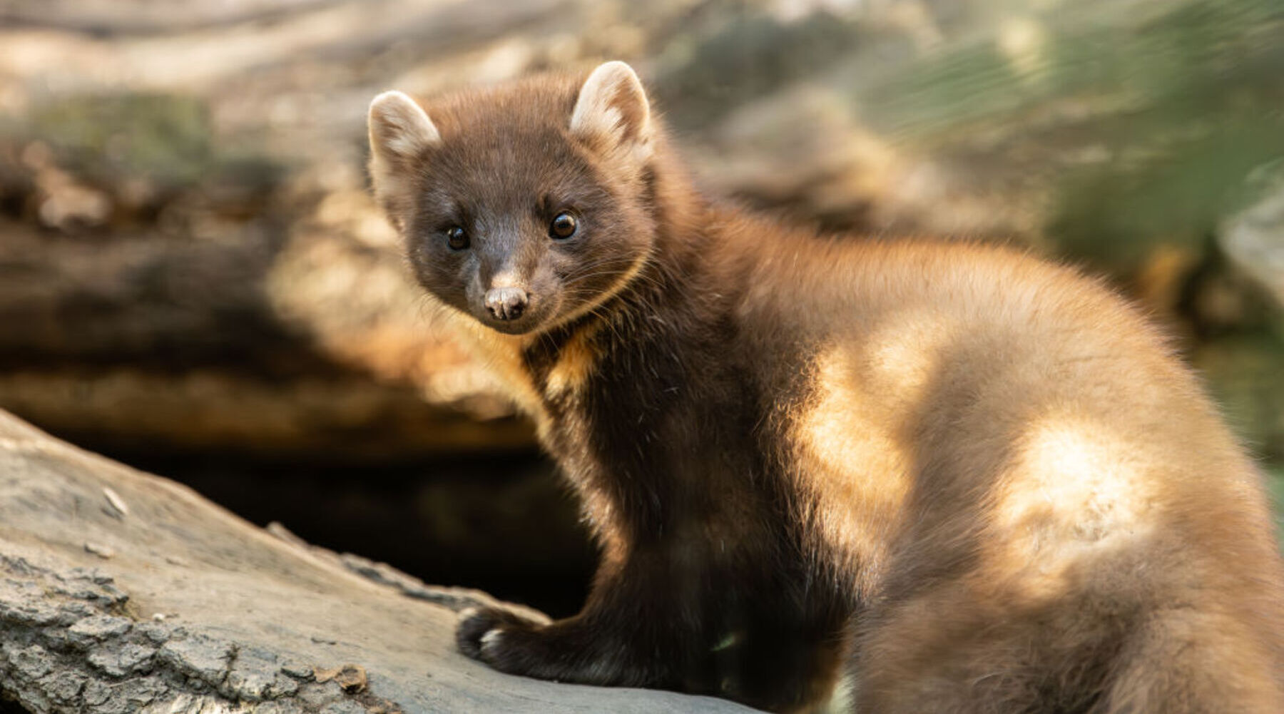 coches eléctricos martas