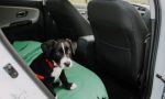 ¿Cómo pueden viajar un perro o un gato en el coche desde que entró en vigor la ley de bienestar animal?