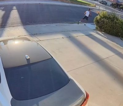 pick-up ataque perro