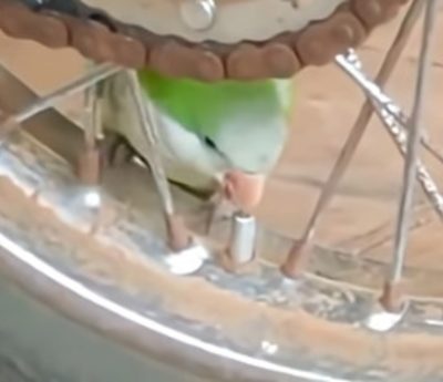 Cotorra desinfla rueda