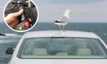 El excremento de las aves tiene ácidos y puede dañar la pintura del coche, pero así se puede evitar