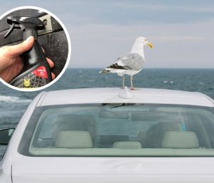 excremento de ave coche