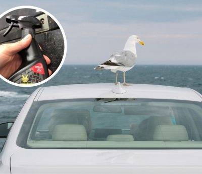 excremento de ave coche