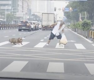 Perro paso de peatones