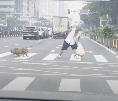 Perro paso de peatones