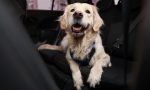 Episodio 170. Si tienes una mascota, esto es lo que debes saber para llevarla en coche
