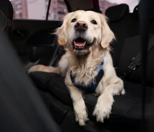 Perro en coche