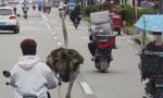 Un avestruz se da a la fuga y comienza a correr sin rumbo por una carretera en China: las imágenes no tienen desperdicio