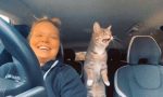 Un gato ‘comenta’ el trayecto en coche con su dueña a golpe de maullidos: lo que parece una imagen tierna oculta un fallo peligroso