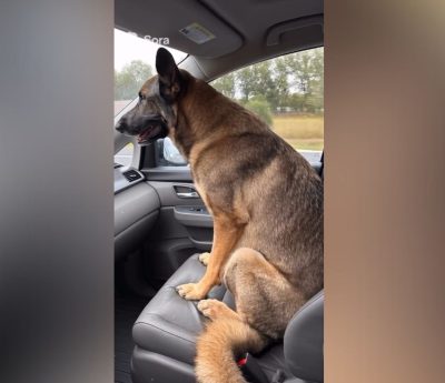 Pastor alemán copiloto