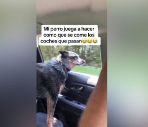 Perro coche juego