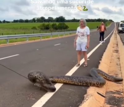 serpiente anaconda en la carretera