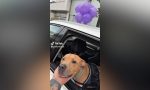 Este perrito superó una enfermedad y su dueño lo anunció así en su coche: la reacción del resto de conductores no tiene precio