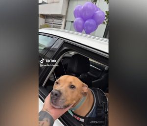 Perro coche enfermedad