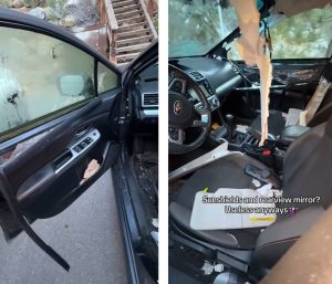 oso dentro del coche viral