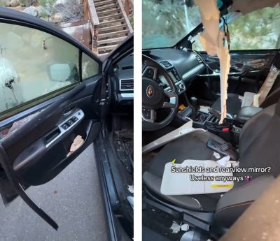 oso dentro del coche viral