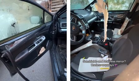 oso dentro del coche viral