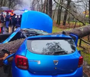 Joven árbol Galicia