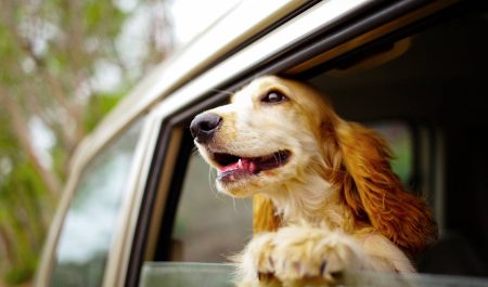 El gran dilema al viajar con tu perro: dónde puede ir realmente dentro del coche