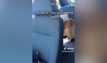 Perro coche sorpresa