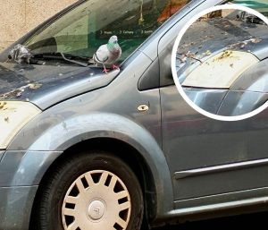 coche aparcado con palomas