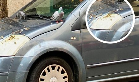 coche aparcado con palomas