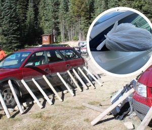 coches protegidos animales